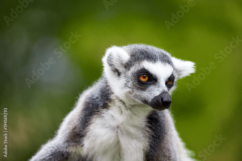 lemur catta - portrait of the animal
