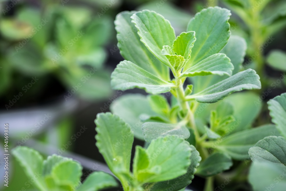A macro shot of growing Plectranthus coleoides A macro shot of growing Plectranthus coleoides