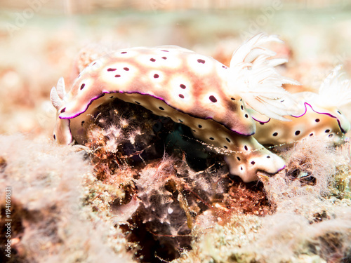 Nudibranch