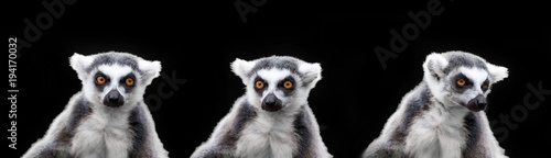 lemur catta - portrait of the animal