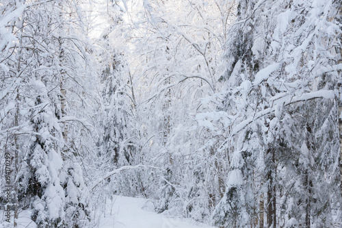 Snowy forest at winter day landscape © Juhku