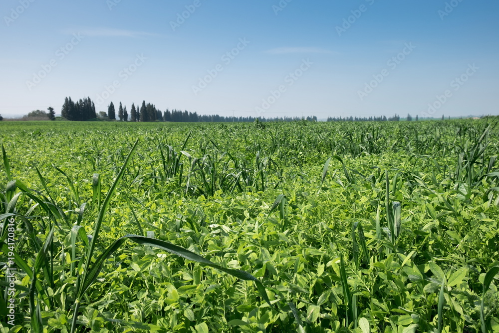infinity green fields after rainy morning infinity green fields after rainy morning