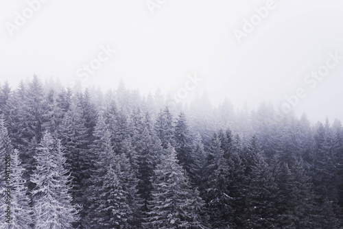 snowy mountain trees. forest conifer trees © Djordje