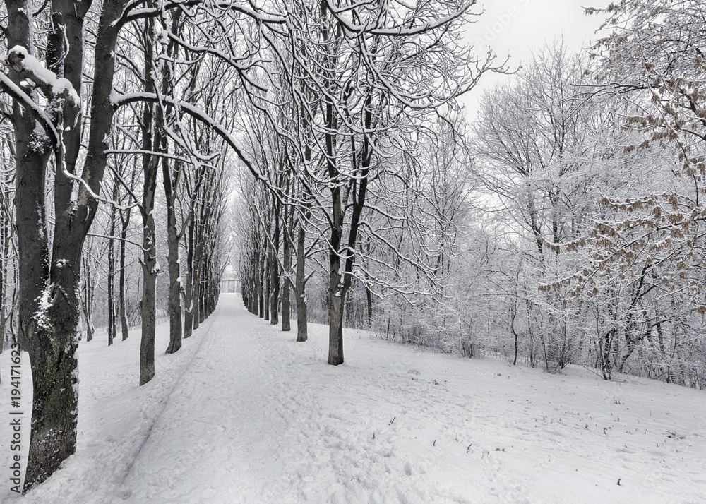 The avenue of winter trees is covered with snow in the city park The avenue of winter trees is covered with snow in the city park