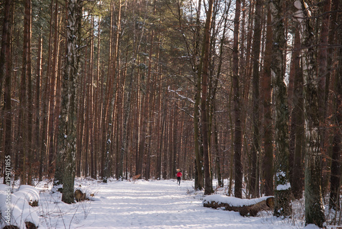 Wallpaper Mural Leśna droga zasypana świeżym śniegiem z biegnącą w dali młodą kobietą Torontodigital.ca