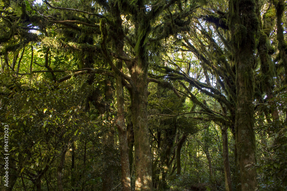 Enchanted trees covered with moss in stunning magical forest in New Zealand Enchanted trees covered with moss in stunning magical forest in New Zealand