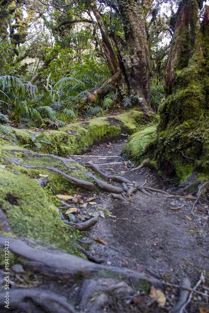 Forest trail with tree roots and moss in the ground Forest trail with tree roots and moss in the ground