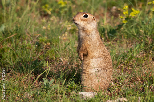 Ground squirrel (Spermophilus pygmaeus) standing in the grass