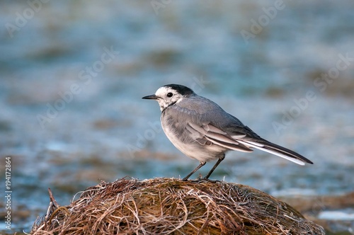 White wagtail (Motacilla alba) at the beach, sitting on the shore of the pond