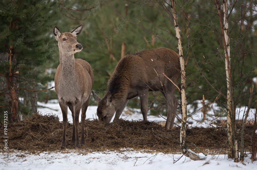 Adult Feeding Female Red Deer At Pine Forest Background In Winter Time. European Wildlife Landscape With Snow And Deer ( Cervidae ). Portrait Of Lonely Graceful Female Deer ( Cervus Elaphus )