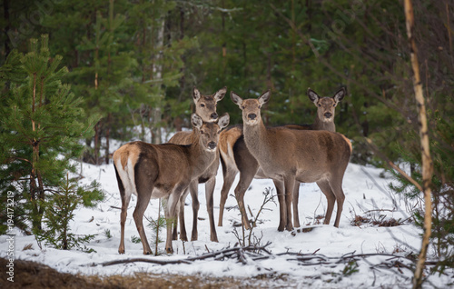 Obraz na płótnie Small Herd Of Cute Female Red Deer ( Cervus Elaphus ), Dedicated Depth Of Focus. Noble Red Deer, Standing In Belorussian Forest. Portrait Of Female Deer ,While Looking At You In Winter Time. Belarus w salonie