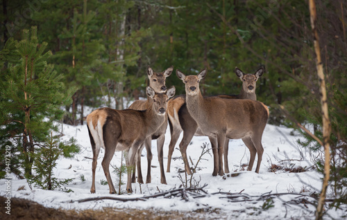 Small Herd Of Cute Female Red Deer ( Cervus Elaphus ), Dedicated Depth Of Focus. Noble Red Deer, Standing In Belorussian Forest. Portrait Of Female Deer ,While Looking At You In Winter Time. Belarus