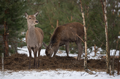 Obraz na płótnie Adult Feeding Female Red Deer At Pine Forest Background In Winter Time. European Wildlife Landscape With Snow And Deer ( Cervidae ). Portrait Of Lonely Graceful Female Deer ( Cervus Elaphus ) w salonie