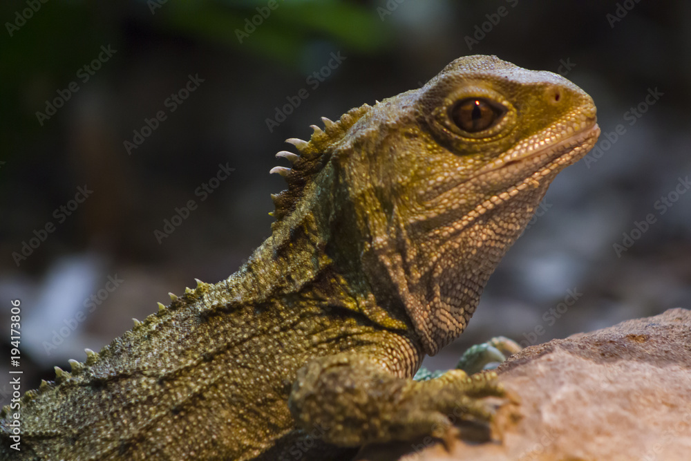 Native New Zealand Tuatara reptile Portrait Native New Zealand Tuatara reptile Portrait