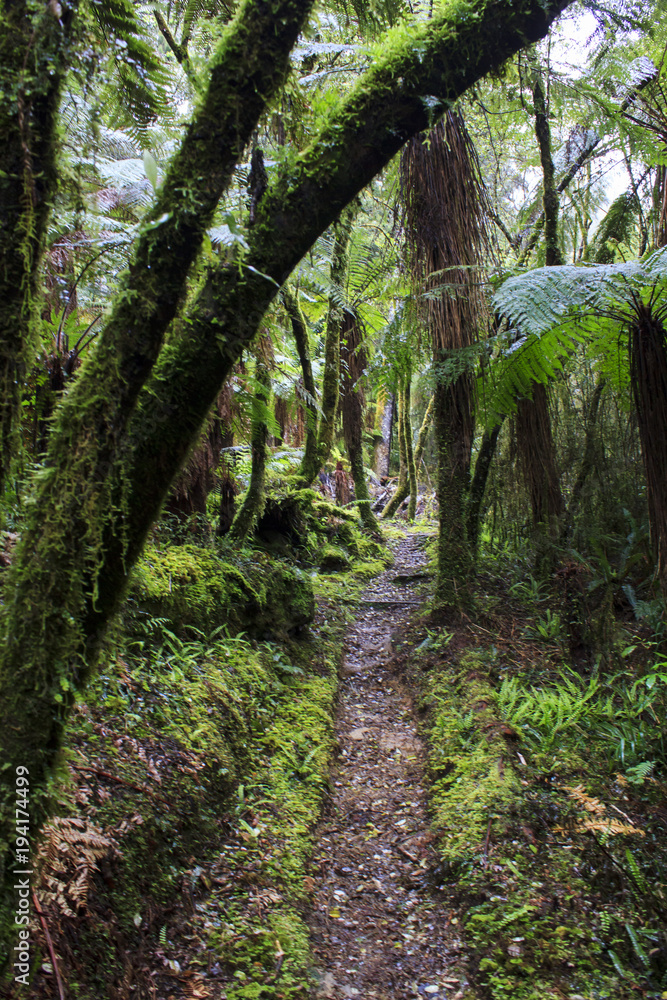 Fototapeta premium Magical path in vibrant rainforest