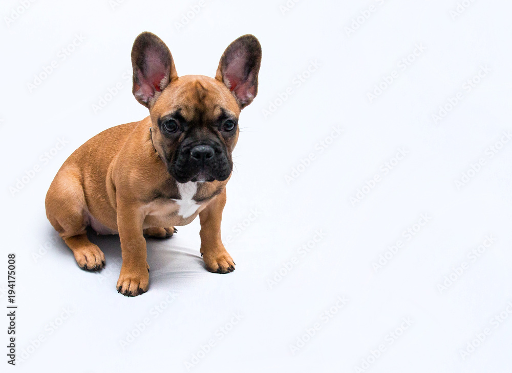 Buldog Francuski - szczeniak siedzi na białym tle, pokazuje ciekawe miny, spojrzenie psa w stronę obiektywu Buldog Francuski - szczeniak siedzi na białym tle, pokazuje ciekawe miny, spojrzenie psa w stronę obiektywu