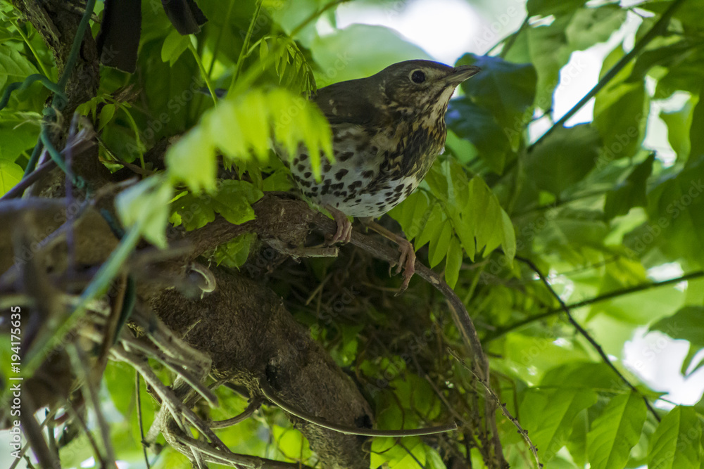 Thrush bird ready to fly Thrush bird ready to fly