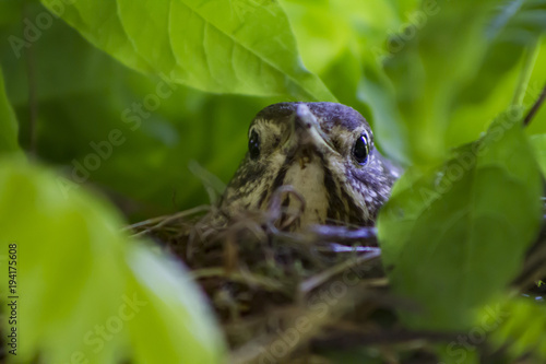 Close up of a Thrush bird in nest