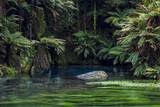 Stunning blue pool and crystal-clear water in New Zealand's Blue Spring, Waikato in New Zealand