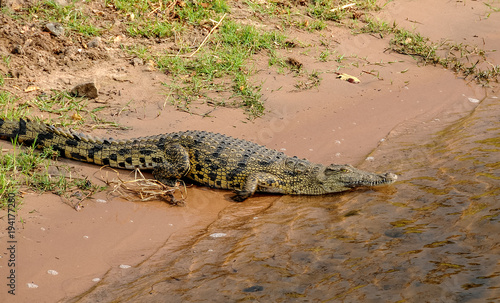 Un coccodrillo entra nelle acque del fiume Chobe