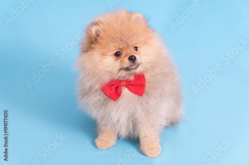 Young puppy Spitz with red butterfly on blue background