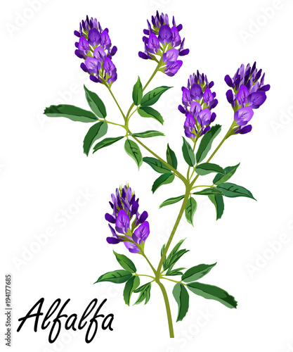 Alfalfa (Medicago sativa, lucerne). Hand drawn vector illustration of alfalfa plant with flowers isolated on white background.