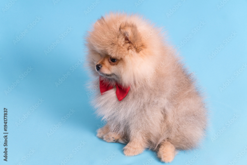 Young puppy Spitz with red butterfly on blue background