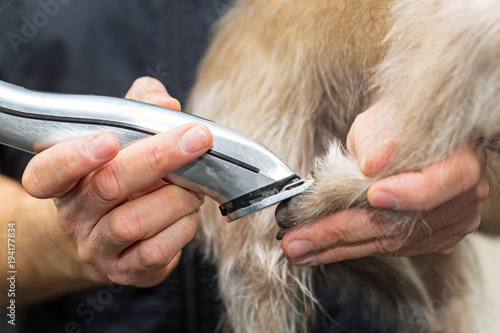 Fototapeta Naklejka Na Ścianę i Meble -  Dog Paw Being Groomed With Clippers