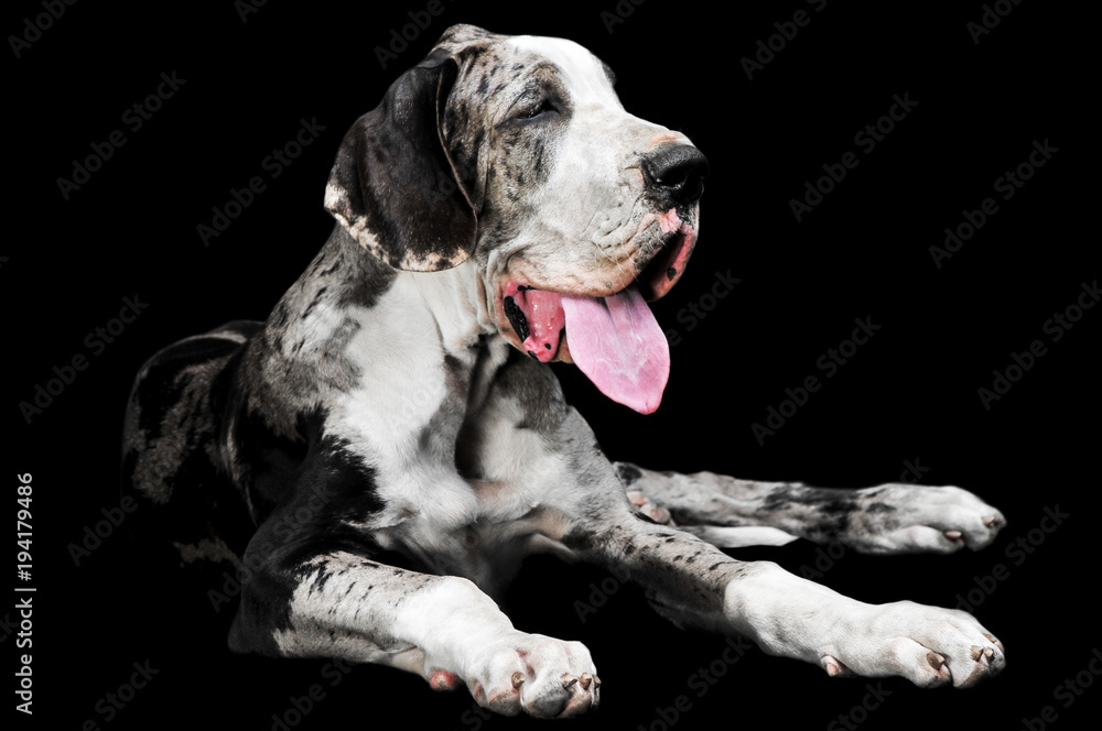 Portrait of a dog on a black background.
Isolated image. Portrait of a dog on a black background.
Isolated image.