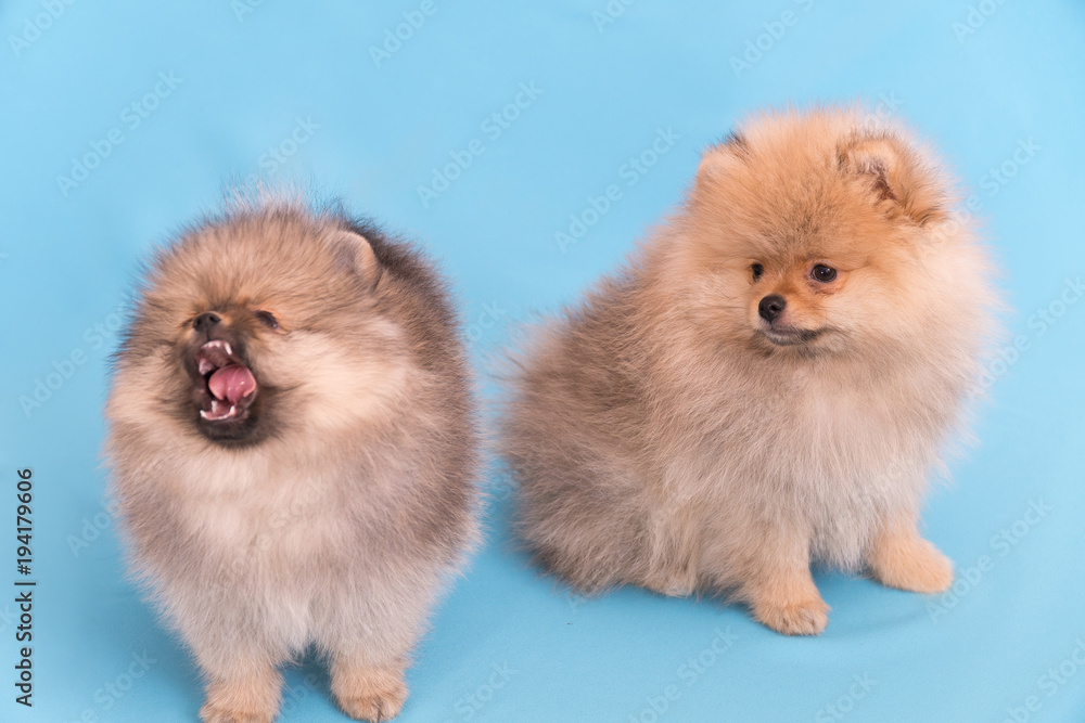 pomeranian puppy the age of 2 month isolated on blue