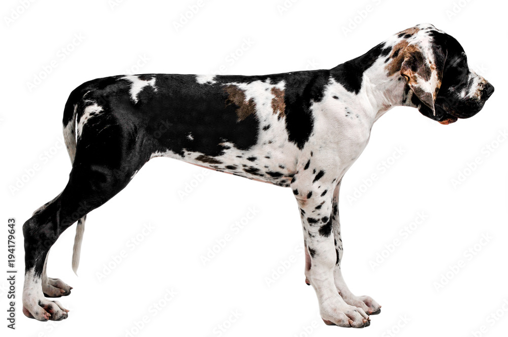 Portrait of a dog on a white background.
Isolated image.