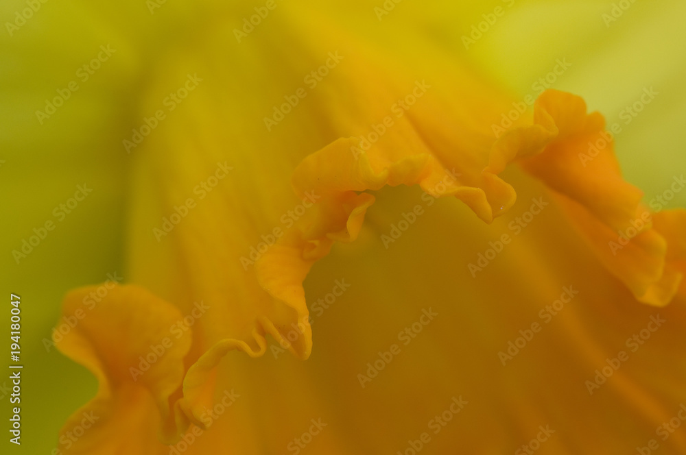 Yellow Flower Close Up