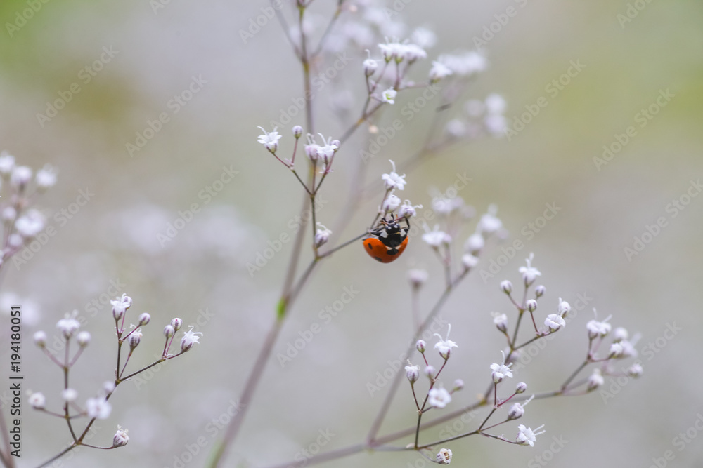Ladybug on white small flower Gypsophila paniculata, baby's breath, common gypsophila, panicled baby's-breath Ladybug on white small flower Gypsophila paniculata, baby's breath, common gypsophila, panicled baby's-breath