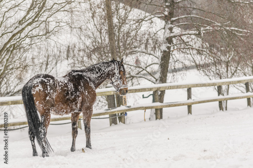 Horses playing in winter photo