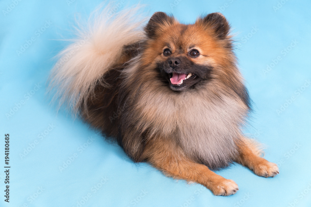 Young Spitz posing on camera, on blue background Young Spitz posing on camera, on blue background