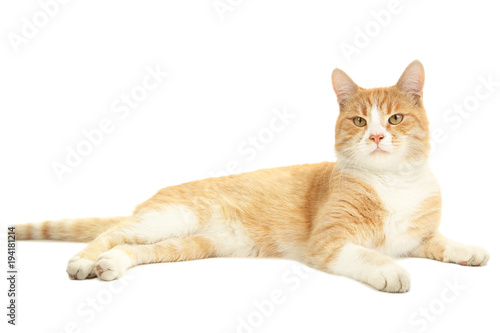 Ginger cat isolated on white background