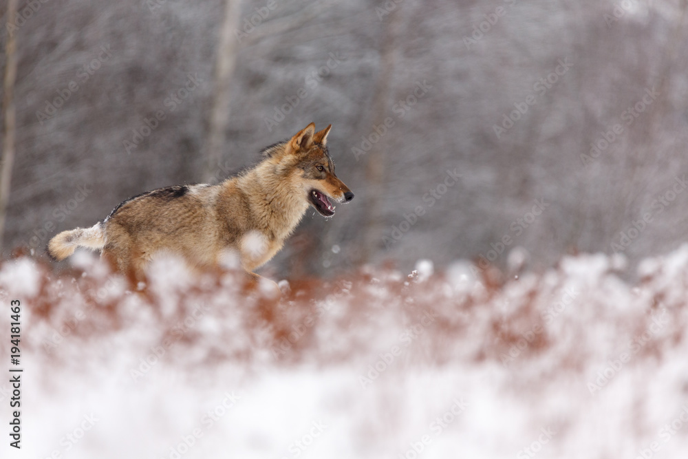 Fototapeta premium Wolf im Winter