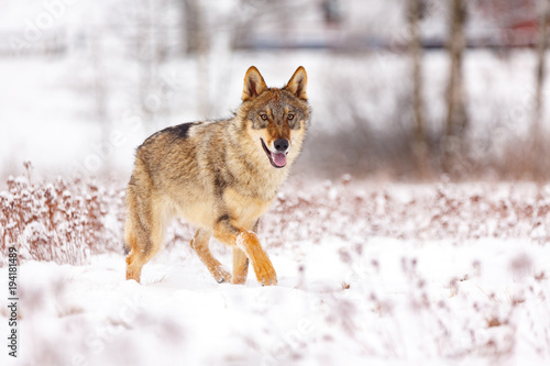 Wolf im Winter © Nadine Haase