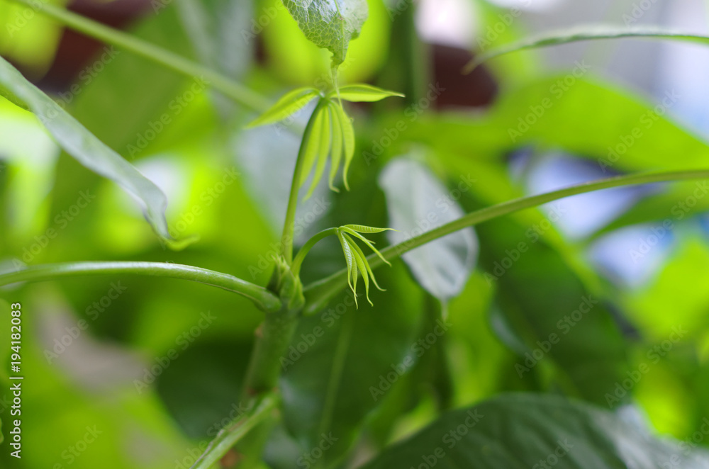 Glückskastanie (Pachira aquatica) Zimmerpflanze vor einem Vorhang mit grüner Optik Makro Blatt Glückskastanie (Pachira aquatica) Zimmerpflanze vor einem Vorhang mit grüner Optik Makro Blatt