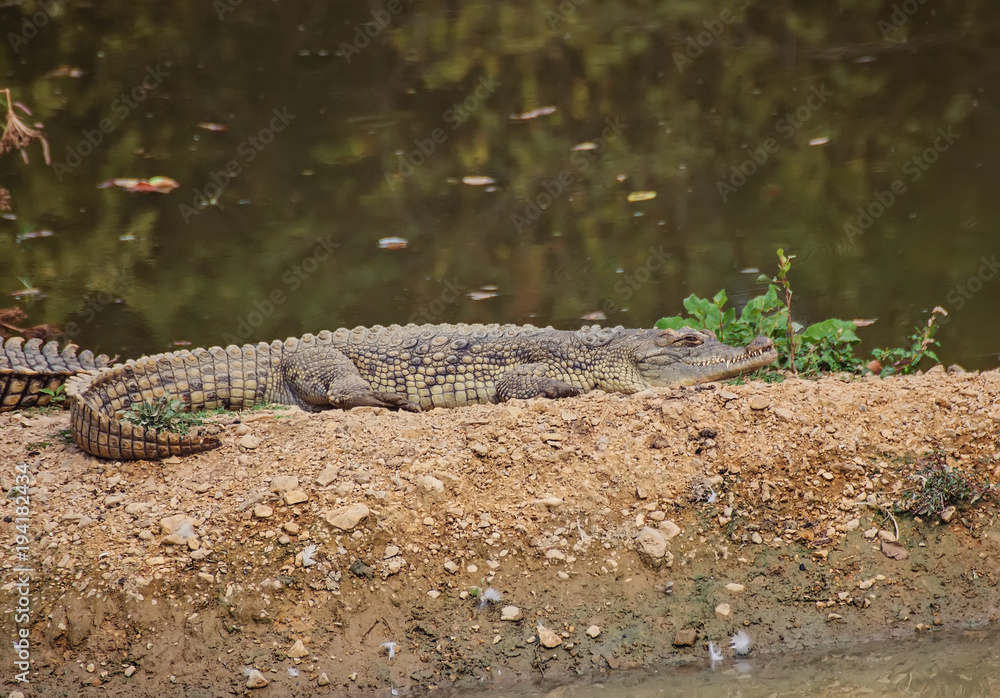 Nile crocodiles sunning on bank of Mara River, Masai Mara Game Reserve, Kenya Nile crocodiles sunning on bank of Mara River, Masai Mara Game Reserve, Kenya
