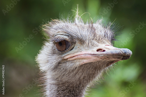 Close Up ostriches portrait.