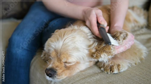 Woman comb dog ear with hairbrush photo