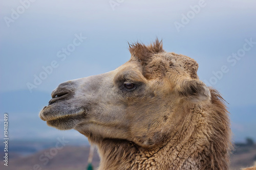portrait of a one humped camel
