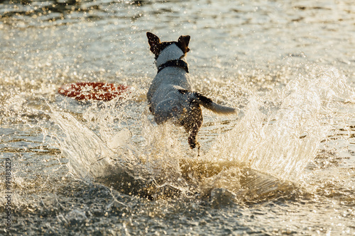 Back view of Jack Russell Terrier running fast in shallow water of sea.