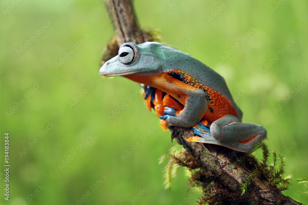 Fototapeta premium Tree frog, Javan tree frog, flying frog on branch, animal