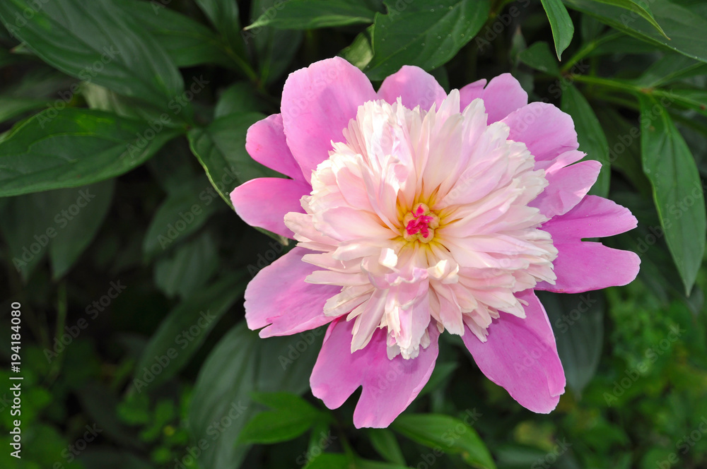 Fototapeta premium Revealed bud of peony close-up