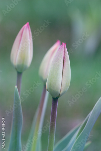 Tulips. Flower background. Flowers photo concept.