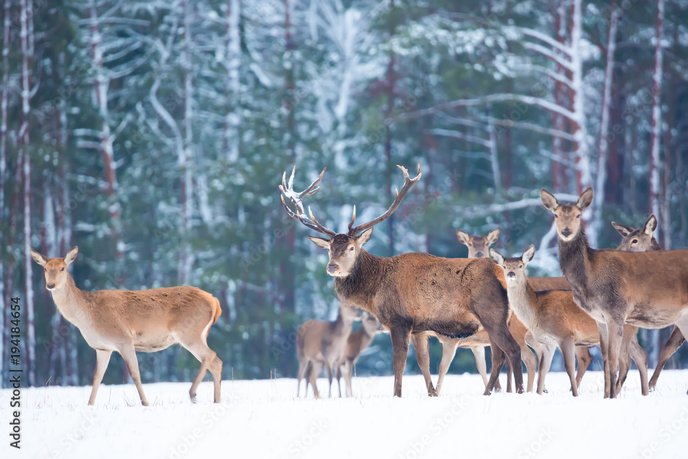 Winter wildlife landscape with noble deers Cervus Elaphus. Many deers in winter. Deer with large Horns with snow on the foreground and looking at camera. Natural habitat. Winter wildlife landscape with noble deers Cervus Elaphus. Many deers in winter. Deer with large Horns with snow on the foreground and looking at camera. Natural habitat.