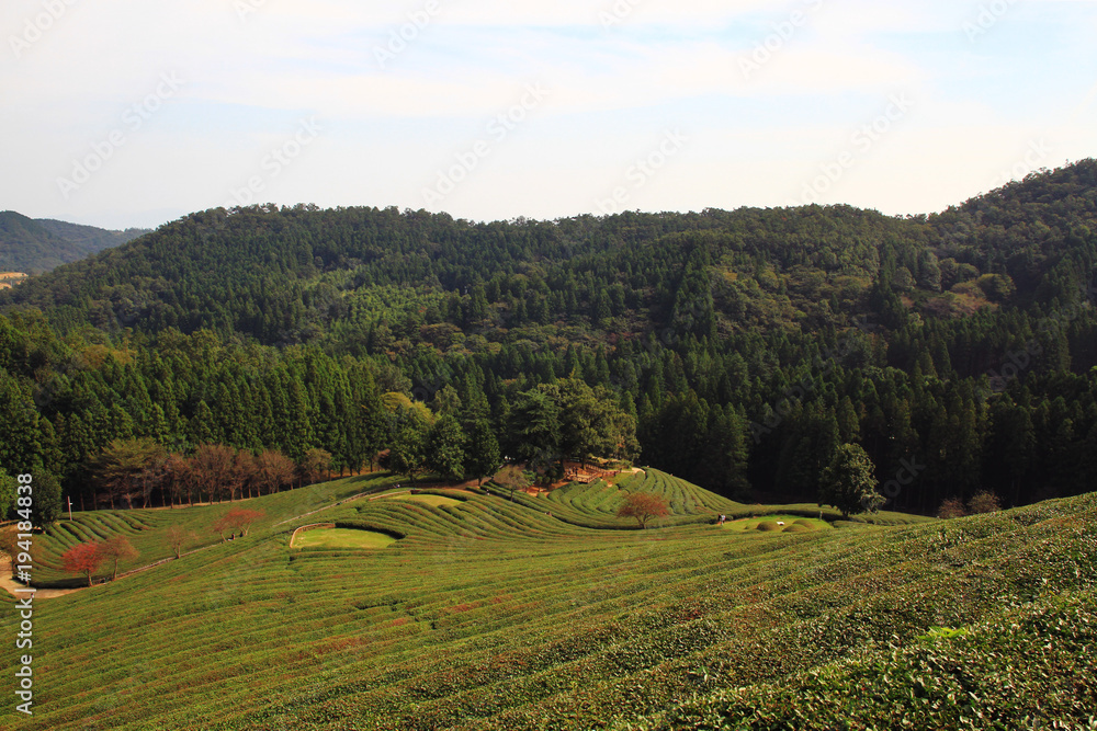 Boseong tea plantation