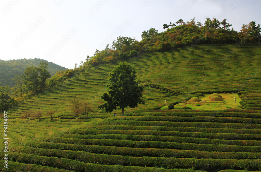 Romantic tea plantation Romantic tea plantation